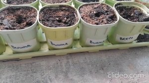 Томаты раннеспелые Вишня в шоколаде и Всем на зависть