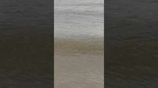 Черное море сегодня дельфин плавает близко возле берега смотреть онлайн
