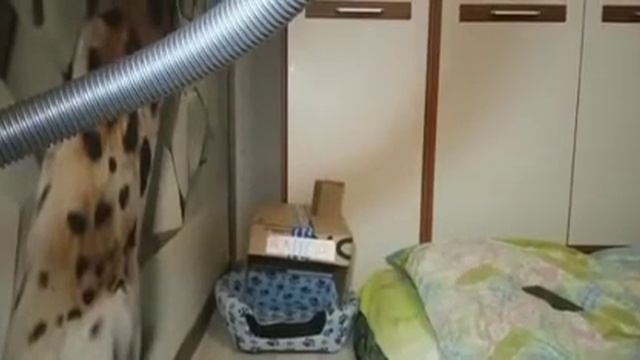 Рассказ о комнате. /На лыжи! смотреть онлайн