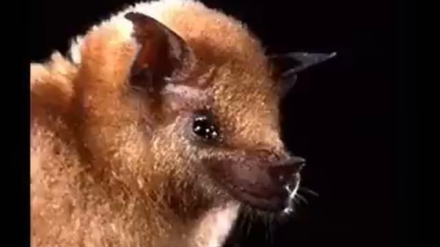 DESERT BIOME Carol Morgan School (Part 1) смотреть онлайн