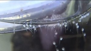 Нерест петушков, Размножение петушков, наблюдение за мальками первые 5 дней