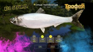 СЕЛЬДЬ ЧЕРНОМОРСКАЯ, ТРОФЕЙ СЕВЕРСКИЙ ДОНЕЦ #рр4