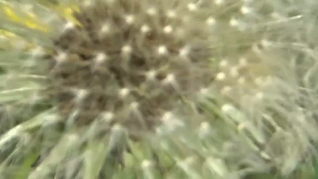 Одуванчики смотреть онлайн