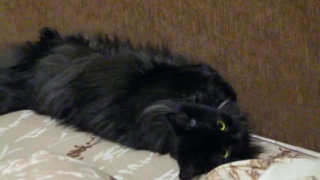 Кошак выпендривается смотреть онлайн