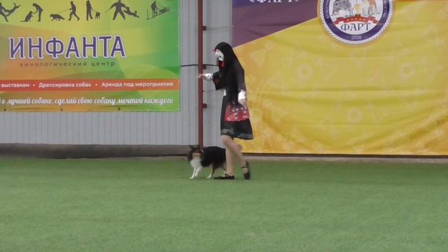 Новички Москаленко Ангелина и шелти MY MAD DREAM SECTUMSEMPRA смотреть онлайн