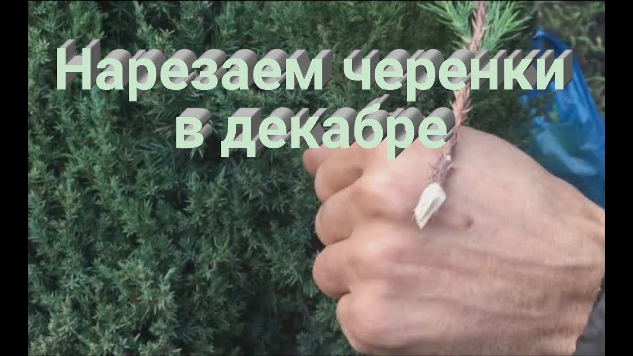 Как правильно нарезать черенки хвойных? Черенкование можжевельника и других хвойных растений смотреть онлайн