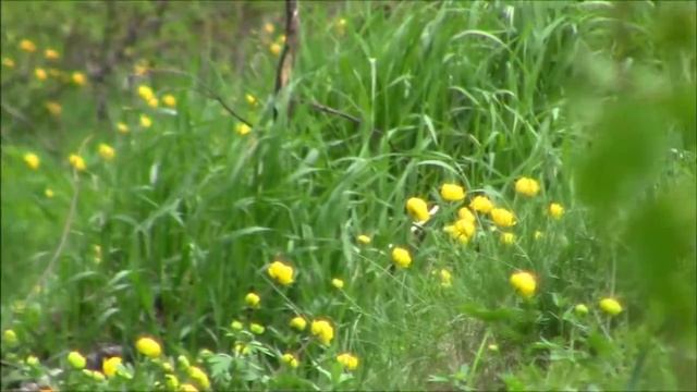 Дачный вложик /Природа #дача #деревня #влог #моидень смотреть онлайн