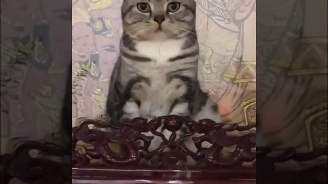 Страшнее кота зверя нет))) смотреть онлайн
