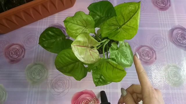 1 часть?Сингониумы?Обзор в мае?Пересадка?Уход?Освещение?Арон Браун?Спир Поинт?Империал Вайт и други смотреть онлайн