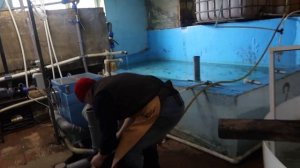 Разведение осетровых,отбор икры, инкубация бестера.