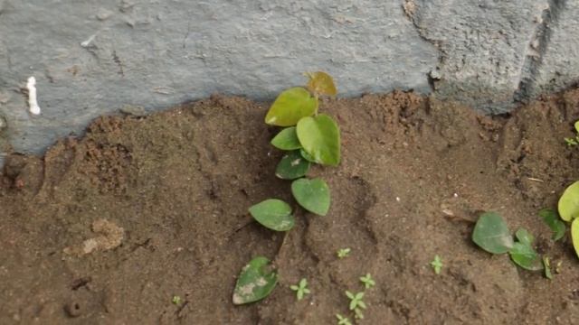 Creeping fig /ficus pumila/wall creeper- propagation, outdoor wall decor/green creeper on walls смотреть онлайн