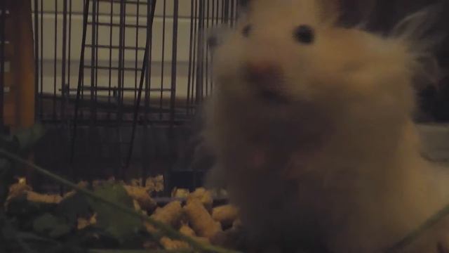Сирийский хомяк смотреть онлайн