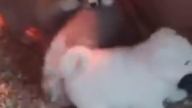 Акита Ину щенки смотреть онлайн