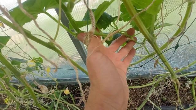 Как продлить плодоношение огурцов в теплице до осени. Полный эксперимент с результатами. смотреть онлайн