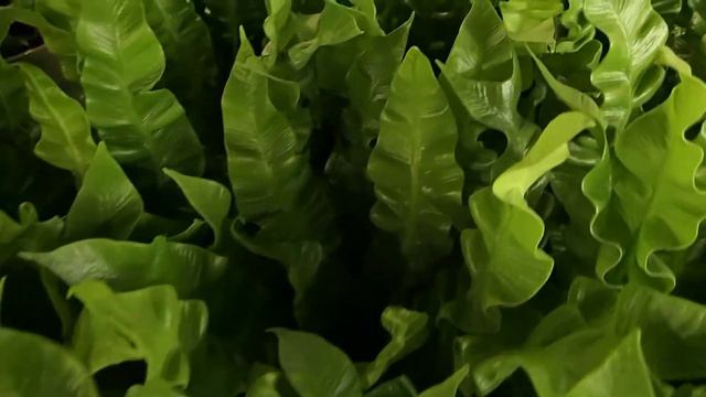 Asplenium смотреть онлайн