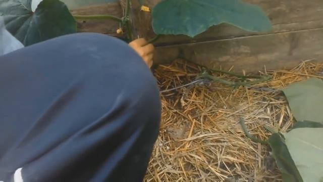 Выращивание огурцов от А до Я смотреть онлайн