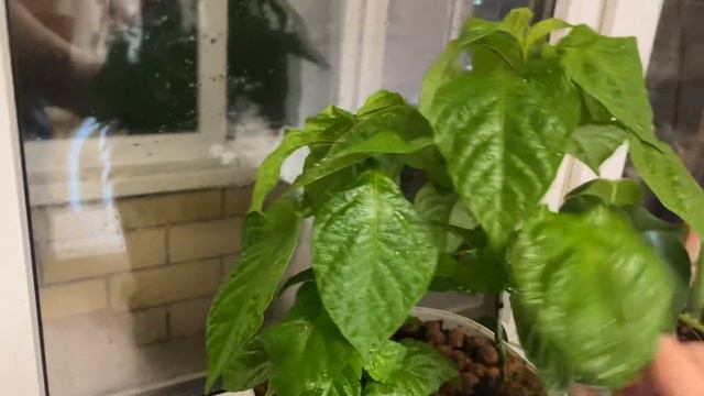 Пересадила перец 🌶️  Carolina Reaper 🌱 Каролинский Жнец 💪🏻   #перецчили #острыйперец #рассада
