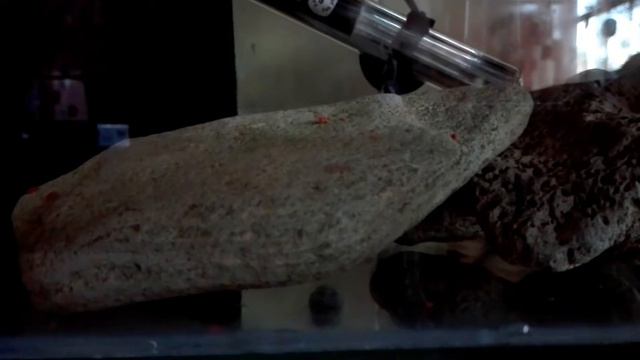 Female lombardoi cichlid last days of holding fry смотреть онлайн