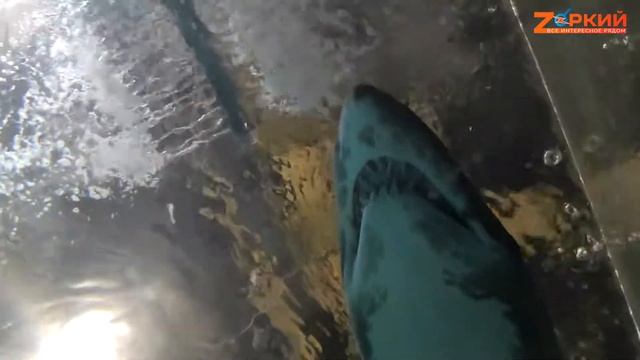 Зубы акулы вблизи. Разные виды акул в океанариуме смотреть онлайн