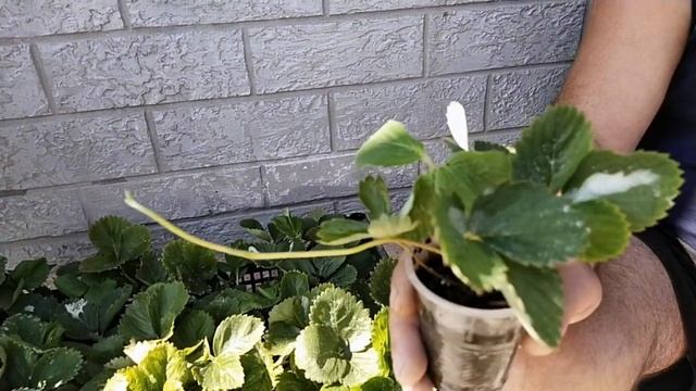 Отправляем рассаду клубники. Обработка саженцев после высадки. смотреть онлайн