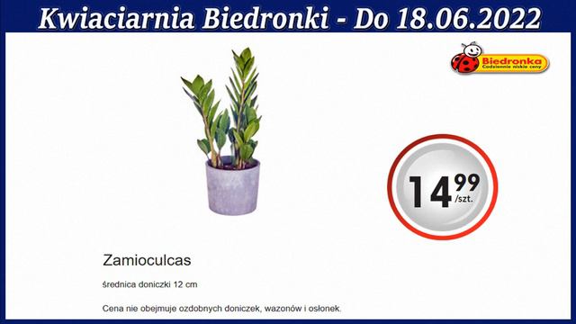 Biedronka Nowa Oferta Promocyjna Od Piątku 17 Czerwca 2022 | Kwiatowe Inspiracje Biedronki