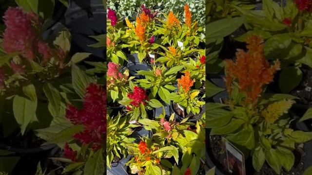 Celosia kimono смотреть онлайн