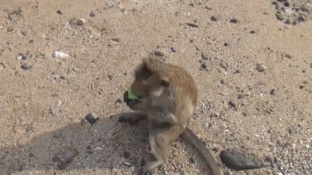 #88 Острова Ко Пет и Ко Рин (Таиланд) смотреть онлайн