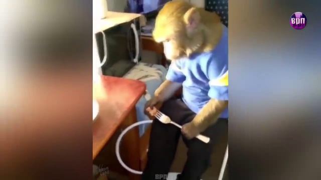 Собаки, Коты, Мартышка с котлетой - Пранк в барбершопе смотреть онлайн