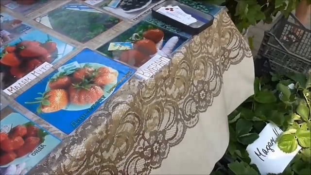 МЫ НА РЫНКЕ, сезон открыт! Реализация саженцев ягодных культур в г. Минске. смотреть онлайн