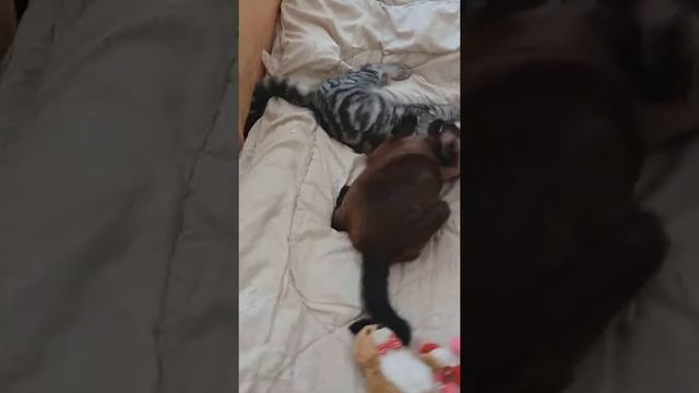 Сиамская кошка VS шотландский котенок смотреть онлайн