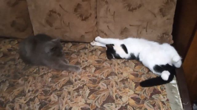 #funnykittens Колыбельная)) смотреть онлайн