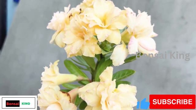 How to graft branches very simple for plant many flowers | Beautiful Adenium flowers. #adenium смотреть онлайн