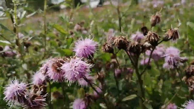 Что это за растение? смотреть онлайн