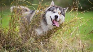 лай собак хаски #звук