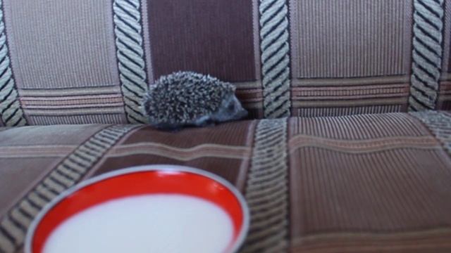 ЕЖИК / ПРИКОЛЫ С ЖИВОТНЫМИ / INTERESTING NEARBY смотреть онлайн