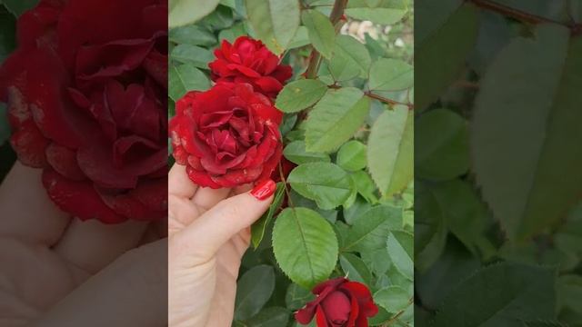 роза маликорн смотреть онлайн