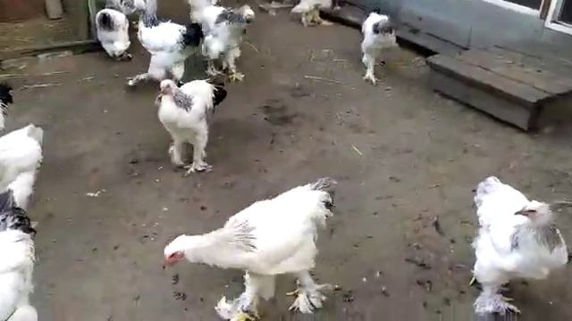 Брама светлая (Brahma light) смотреть онлайн