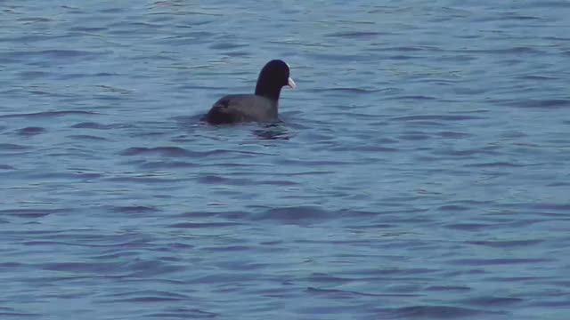 Черное, белое, синее ... смотреть онлайн