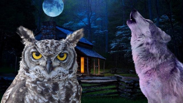 coyote howling sound, coyote sound, owl sound effect, owl hooting, owl hoot, crickets sounds