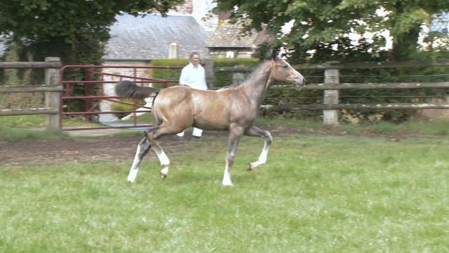 Masha Mail (CORNET OBOLENSKY x CALVARO Z) filly смотреть онлайн
