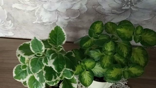 #домашниецветылекари Ароматные комнатные растения смотреть онлайн