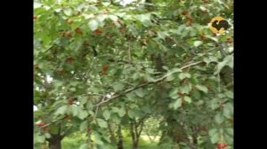 Вишня и Черешня для Подмосковья эксперт Института Садоводства