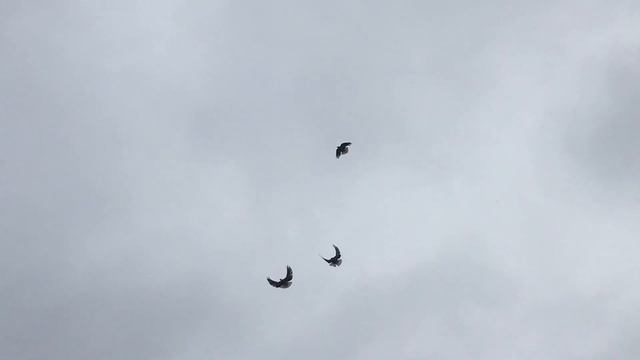 Подкидушки голубей у Георгия Ивоновича смотреть онлайн