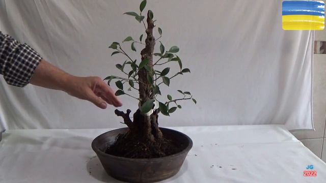 FICUS RETUSA 8ª parte 2021 Fusión de tronco Poda drástica trasplante y nuevos amarres corrector смотреть онлайн
