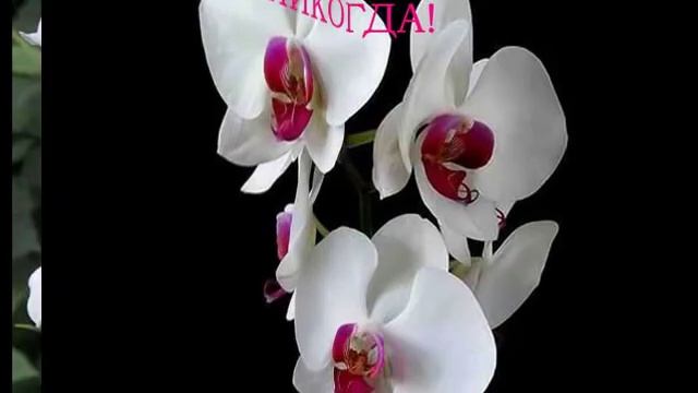 С МЕЖДУНАРОДНЫМ ЖЕНСКИМ ДНЁМ!!!.mp4 смотреть онлайн