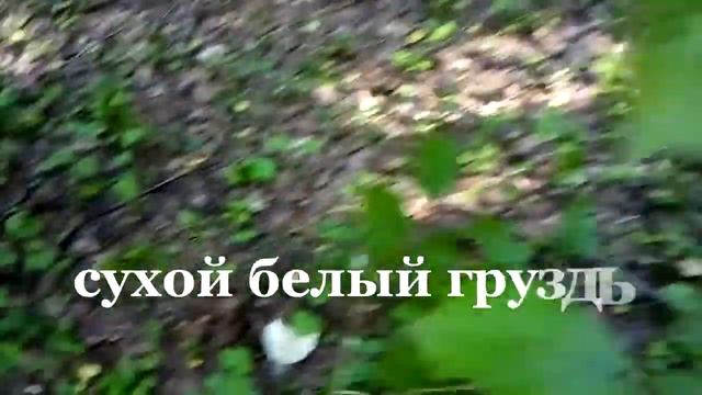 01.08.2023 года, прогулялся по лесу и не зря, нашёл две семьи боровиков, мал-мала меньше! смотреть онлайн