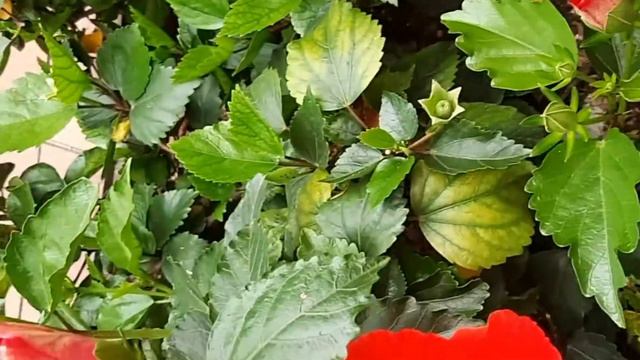 Gumamela || Hibiscus Flowers смотреть онлайн