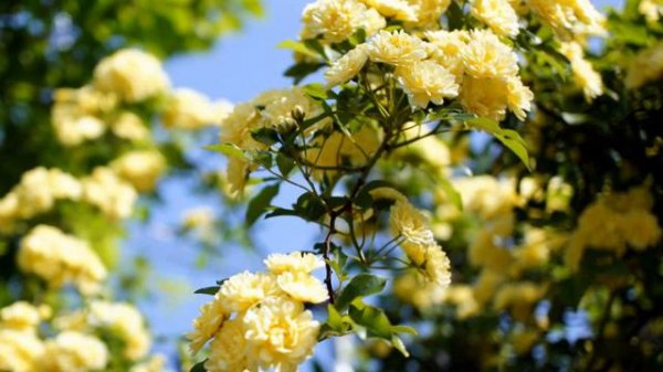 Amazing and Most Beautiful Lady Banks' roses | Rosa banksiae