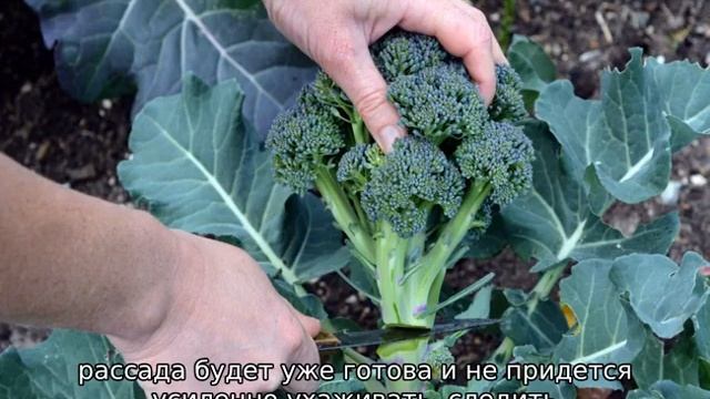 Брокколи, выращивание и уход в открытом грунте смотреть онлайн
