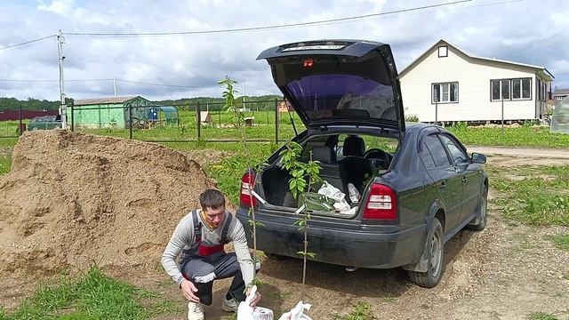 Вспахиваю землю культиватором, сажаю деревья. И параллельно проводят газ. смотреть онлайн